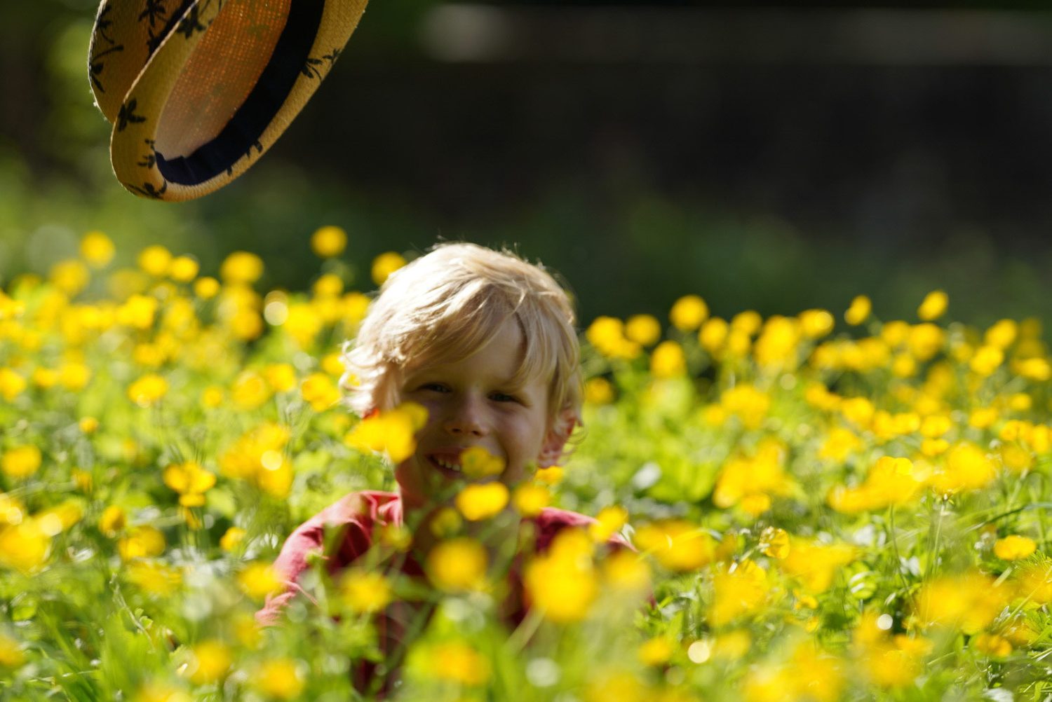 Boy in a buttercup field on a family photoshoot in Surrey