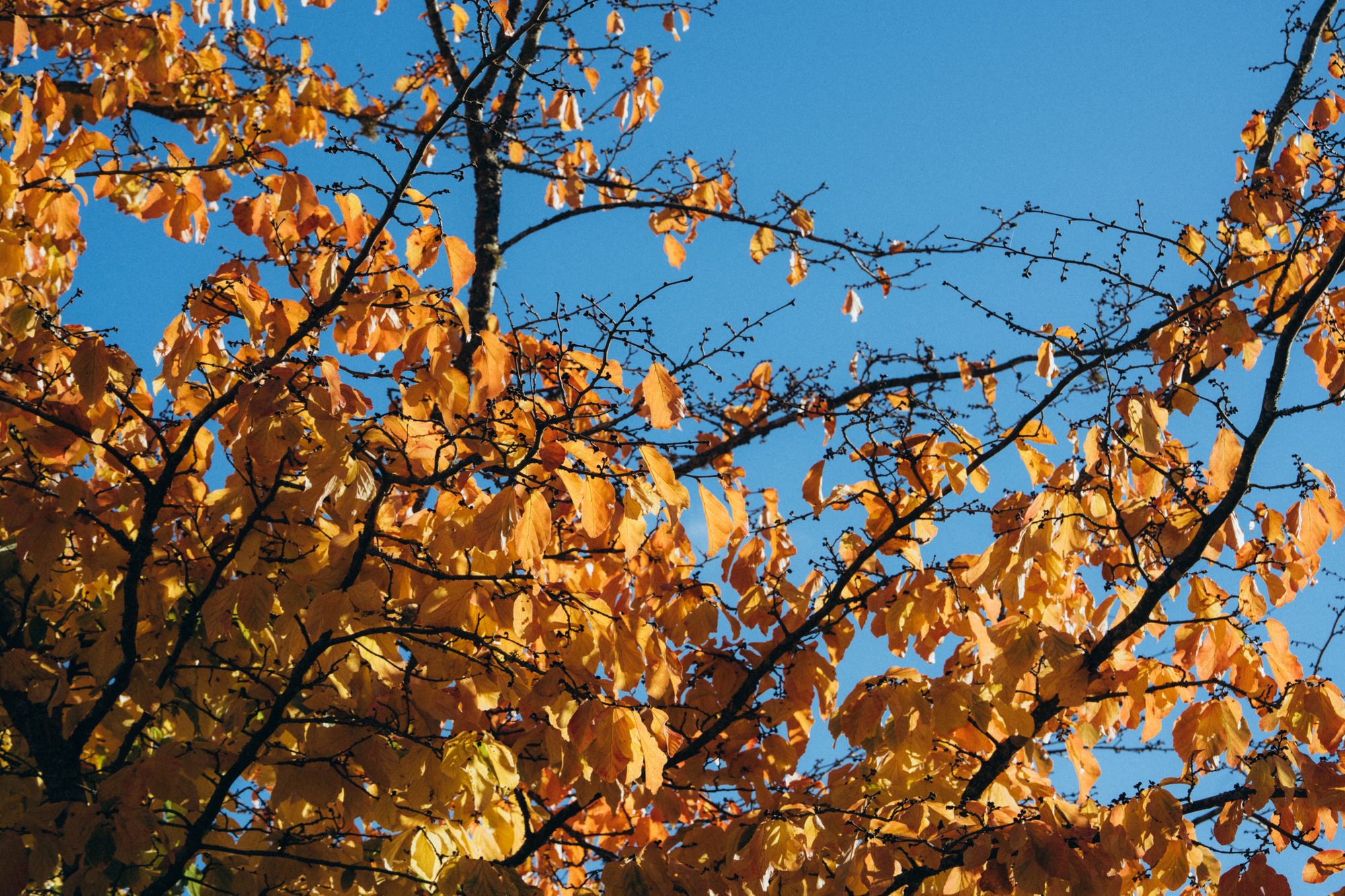Autumn leaves turning gold against a blue sky